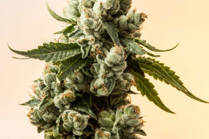 CBD Blüten Bestellen – Bestelle jetzt und profitiere von exklusiven Preisen