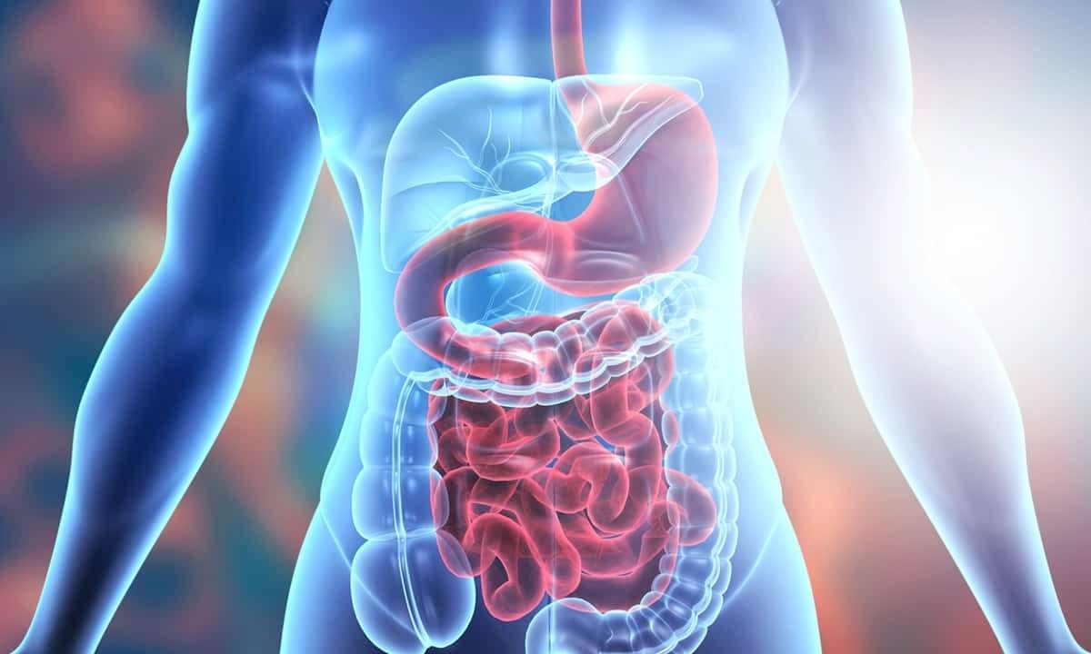 Ganzheitliche Darmgesundheit: Darm entschlacken und Darmflora stärken leicht gemacht
