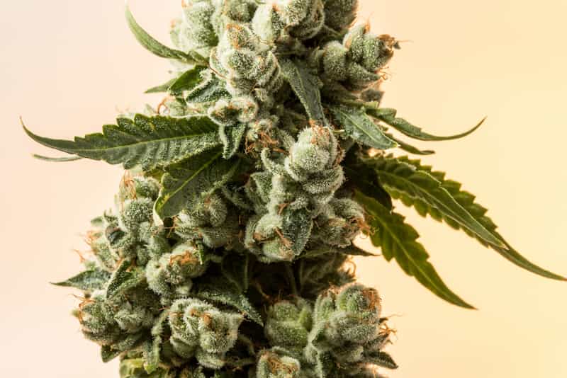 CBD Blüten Bestellen – Bestelle jetzt und profitiere von exklusiven Preisen