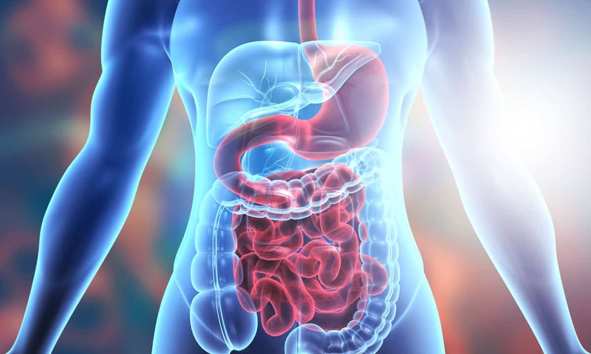 Ganzheitliche Darmgesundheit: Darm entschlacken und Darmflora stärken leicht gemacht